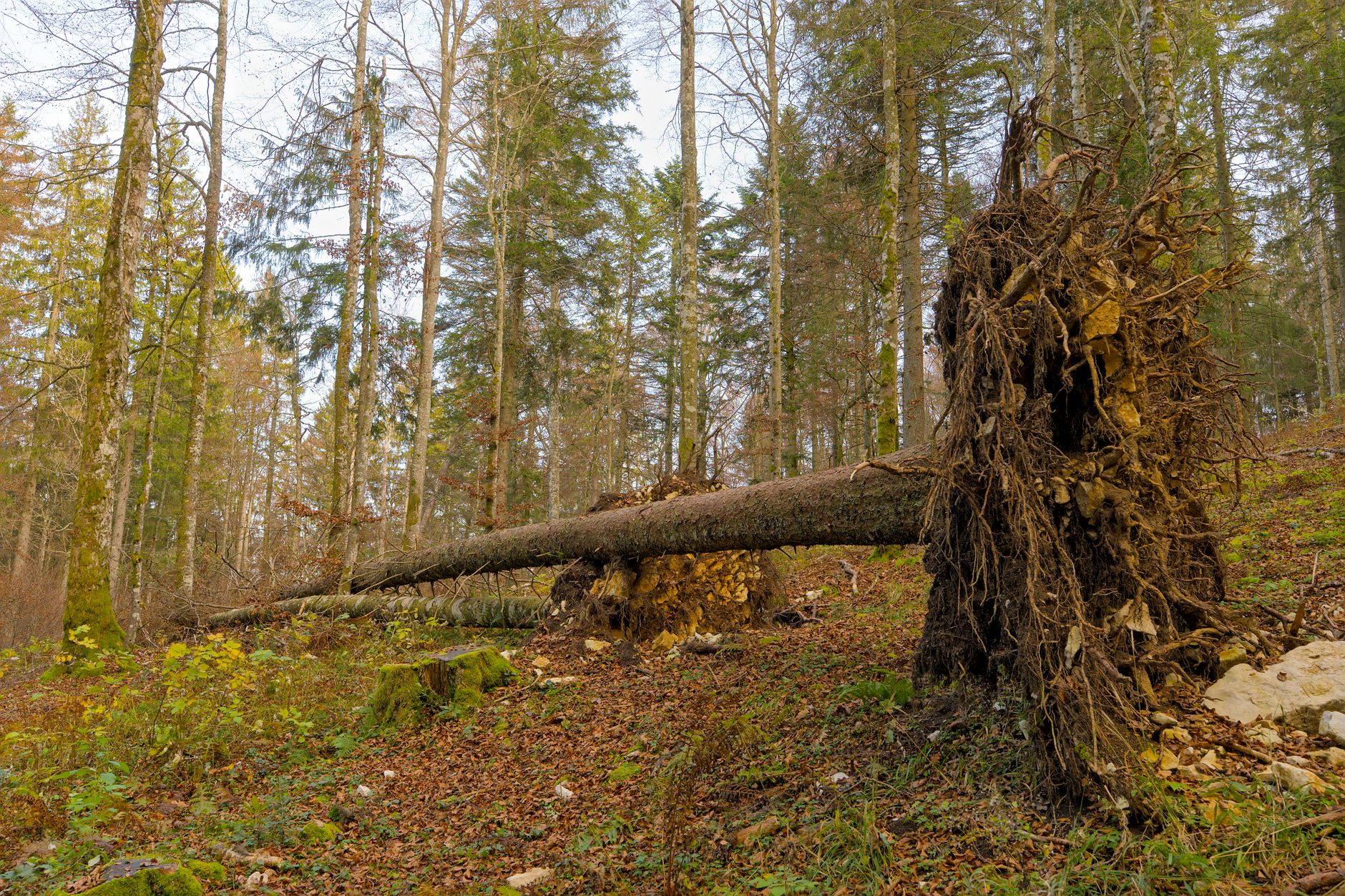 Enlèvement arbre urgence Menton